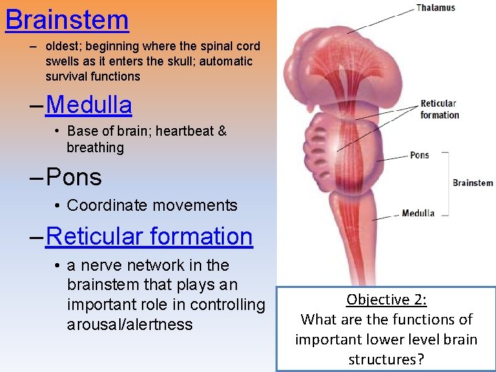 Brainstem – oldest; beginning where the spinal cord swells as it enters the skull;