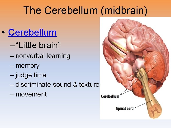 The Cerebellum (midbrain) • Cerebellum – “Little brain” – nonverbal learning – memory –