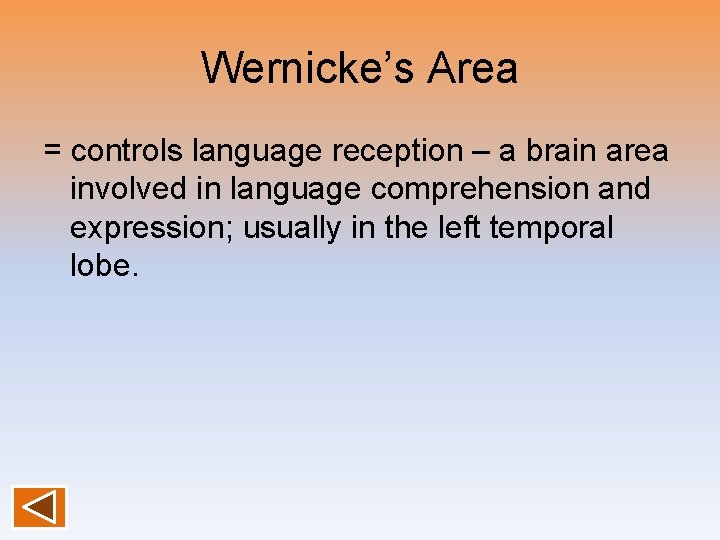 Wernicke’s Area = controls language reception – a brain area involved in language comprehension