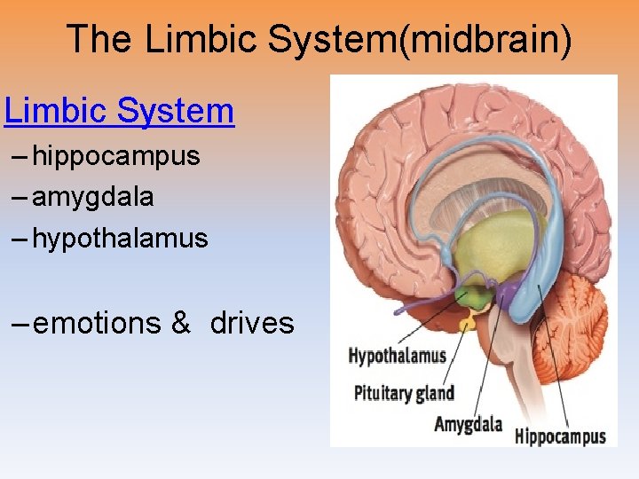 The Limbic System(midbrain) Limbic System – hippocampus – amygdala – hypothalamus – emotions &