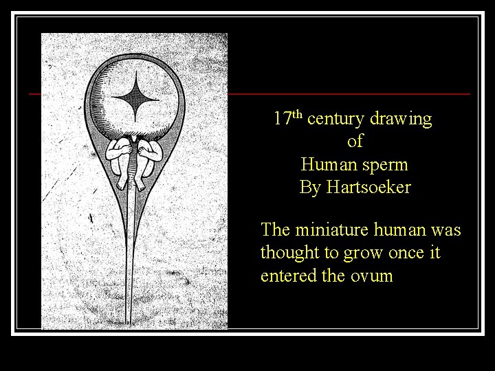 17 th century drawing of Human sperm By Hartsoeker The miniature human was thought