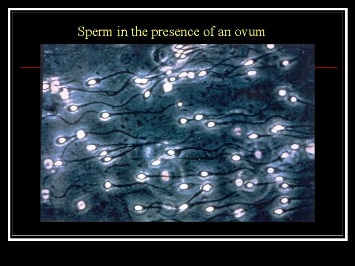 Sperm in the presence of an ovum 