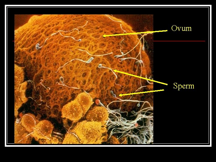 Ovum Sperm 