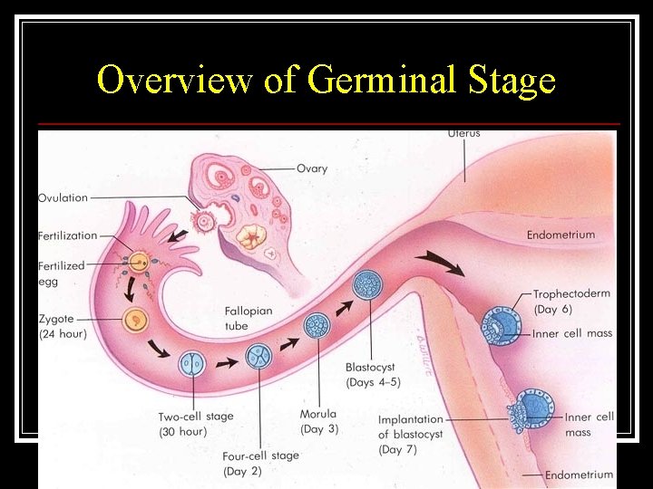 Overview of Germinal Stage 