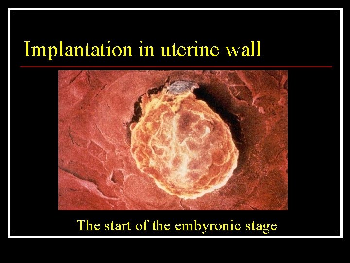 Implantation in uterine wall The start of the embyronic stage 