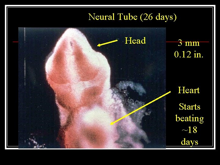 Neural Tube (26 days) Head 3 mm 0. 12 in. Heart Starts beating ~18