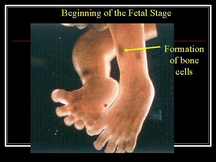 Beginning of the Fetal Stage Formation of bone cells 