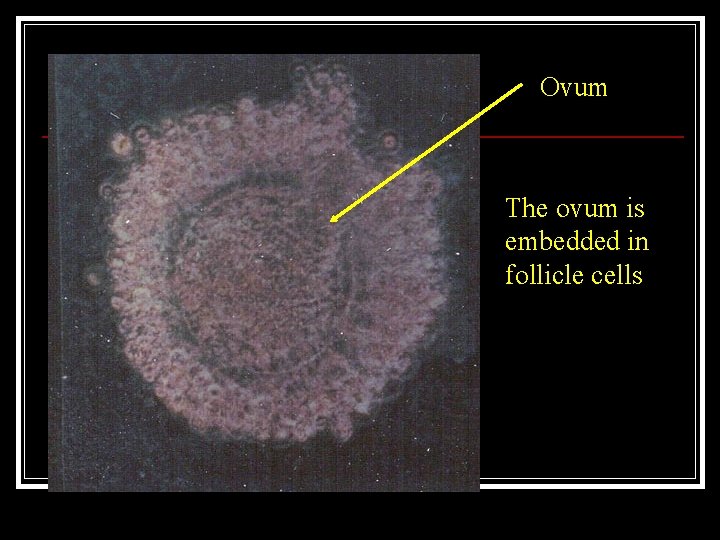 Ovum The ovum is embedded in follicle cells 