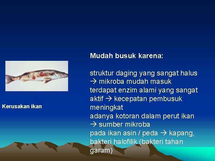 Mudah busuk karena: Kerusakan ikan struktur daging yang sangat halus mikroba mudah masuk terdapat