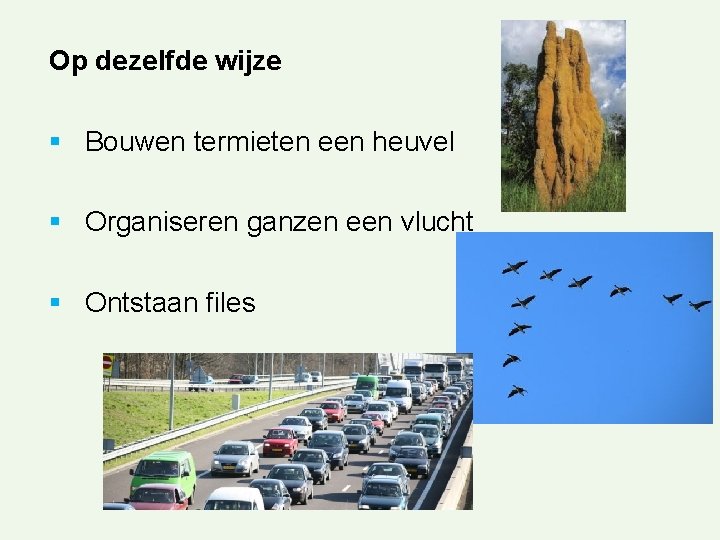 Op dezelfde wijze § Bouwen termieten een heuvel § Organiseren ganzen een vlucht §