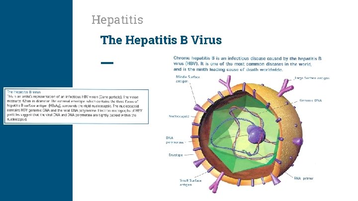 Hepatitis The Hepatitis B Virus 