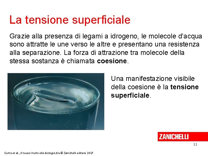 La tensione superficiale Grazie alla presenza di legami a idrogeno, le molecole d’acqua sono