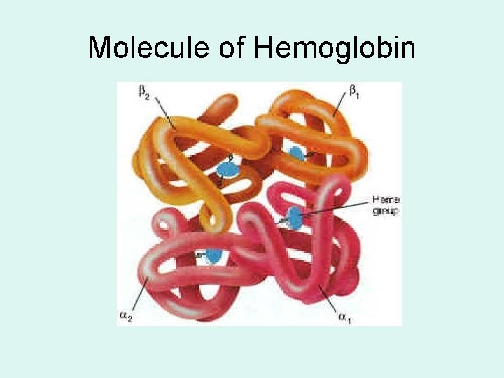 Molecule of Hemoglobin 