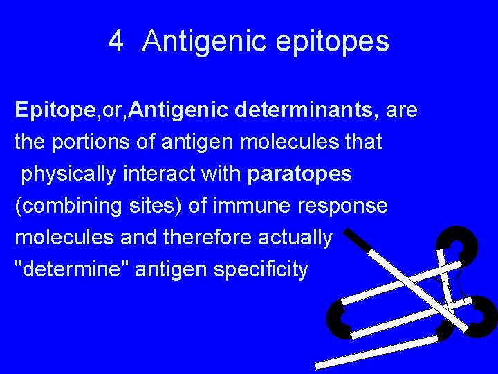 4 Antigenic epitopes Epitope, or, Antigenic determinants, are the portions of antigen molecules that