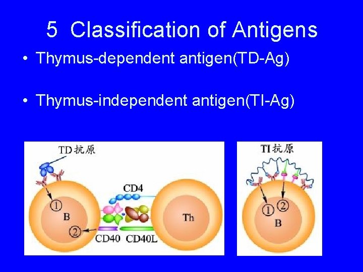 5 Classification of Antigens • Thymus-dependent antigen(TD-Ag) • Thymus-independent antigen(TI-Ag) 