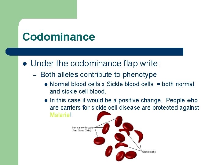 Codominance l Under the codominance flap write: – Both alleles contribute to phenotype l