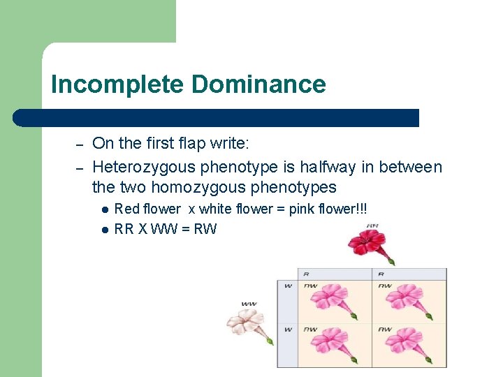 Incomplete Dominance – – On the first flap write: Heterozygous phenotype is halfway in