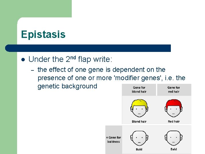 Epistasis l Under the 2 nd flap write: – the effect of one gene