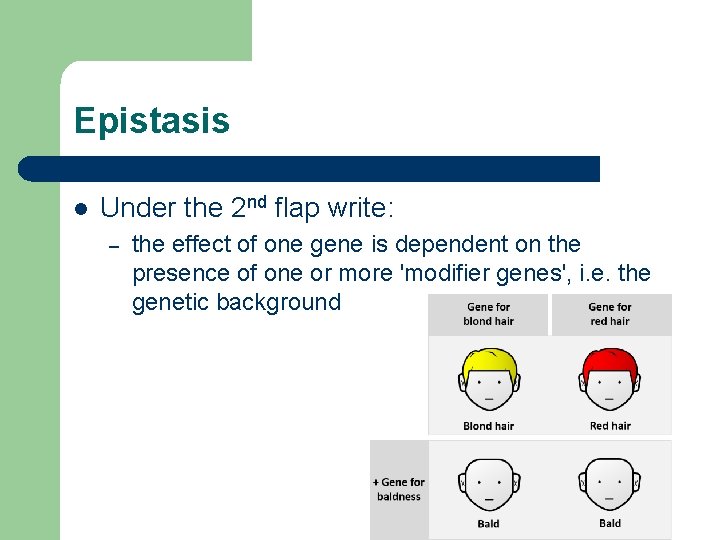 Epistasis l Under the 2 nd flap write: – the effect of one gene Epistasis l Under the 2 nd flap write: – the effect of one gene