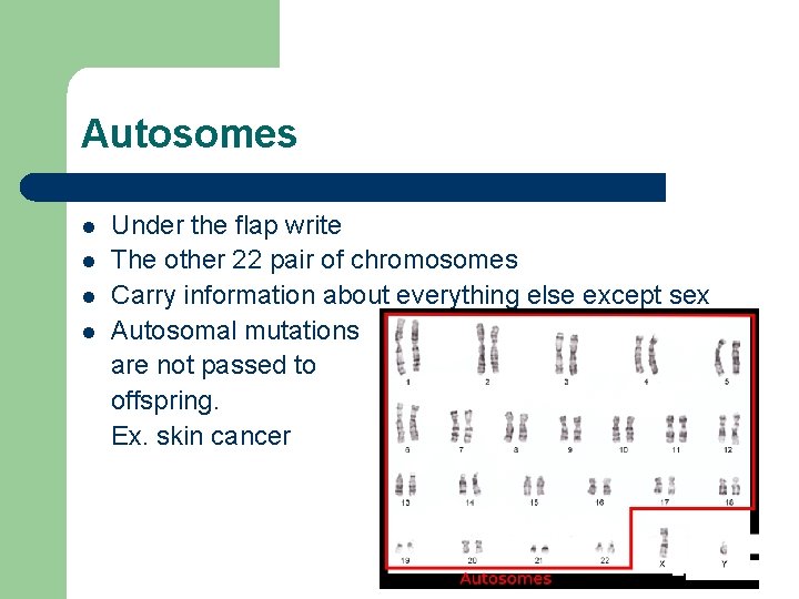 Autosomes l l Under the flap write The other 22 pair of chromosomes Carry