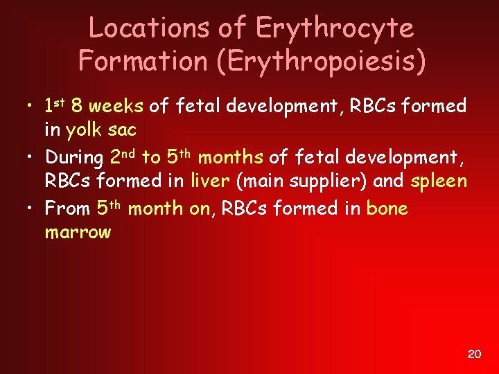 Locations of Erythrocyte Formation (Erythropoiesis) • 1 st 8 weeks of fetal development, RBCs