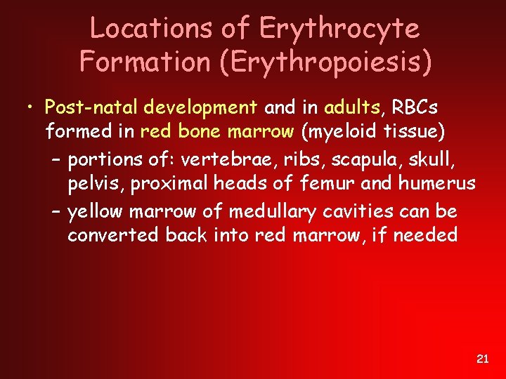 Locations of Erythrocyte Formation (Erythropoiesis) • Post-natal development and in adults, RBCs formed in