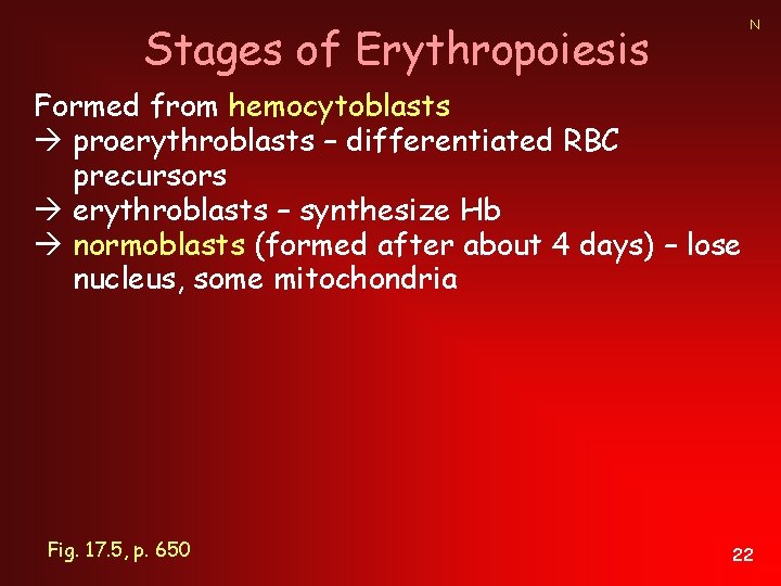 N Stages of Erythropoiesis Formed from hemocytoblasts proerythroblasts – differentiated RBC precursors erythroblasts –