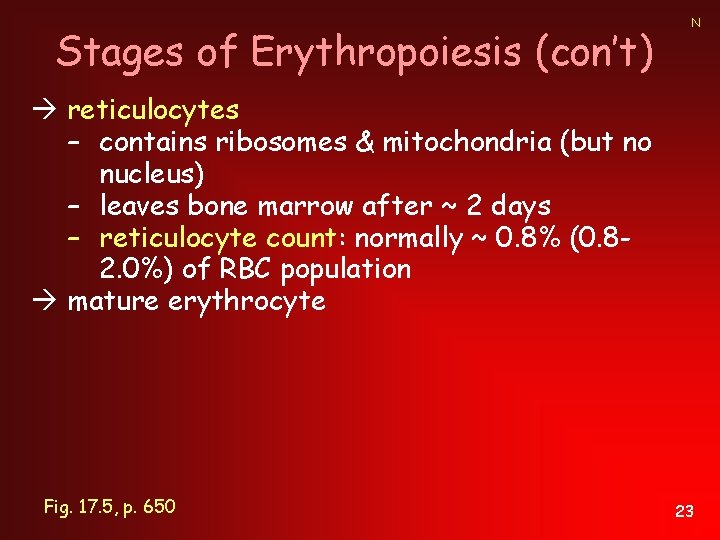 Stages of Erythropoiesis (con’t) N reticulocytes – contains ribosomes & mitochondria (but no nucleus)