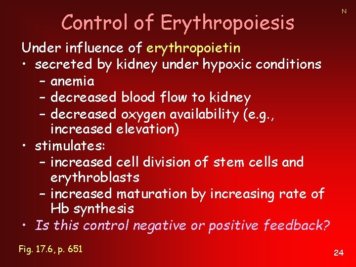 Control of Erythropoiesis N Under influence of erythropoietin • secreted by kidney under hypoxic