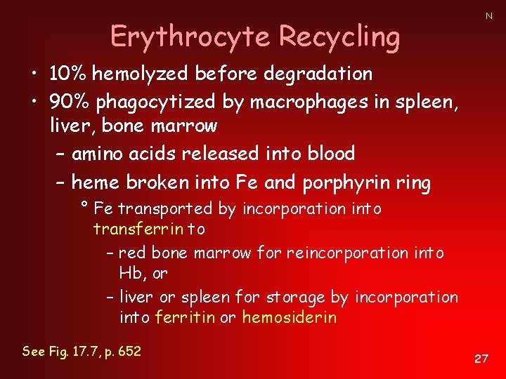 Erythrocyte Recycling N • 10% hemolyzed before degradation • 90% phagocytized by macrophages in