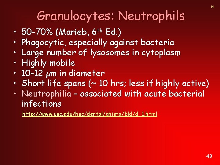 N Granulocytes: Neutrophils • • 50 -70% (Marieb, 6 th Ed. ) Phagocytic, especially