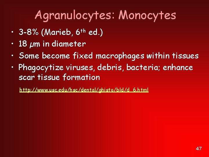 Agranulocytes: Monocytes • • 3 -8% (Marieb, 6 th ed. ) 18 µm in