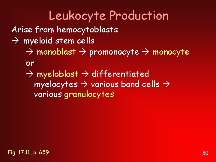 Leukocyte Production Arise from hemocytoblasts myeloid stem cells monoblast promonocyte or myeloblast differentiated myelocytes