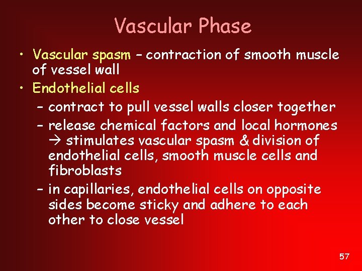 Vascular Phase • Vascular spasm – contraction of smooth muscle of vessel wall •