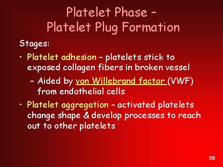 Platelet Phase – Platelet Plug Formation Stages: • Platelet adhesion – platelets stick to