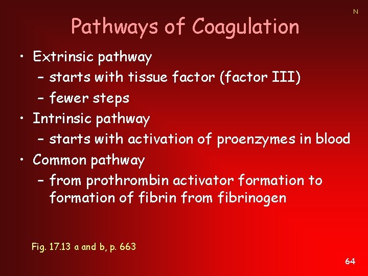 N Pathways of Coagulation • Extrinsic pathway – starts with tissue factor (factor III)