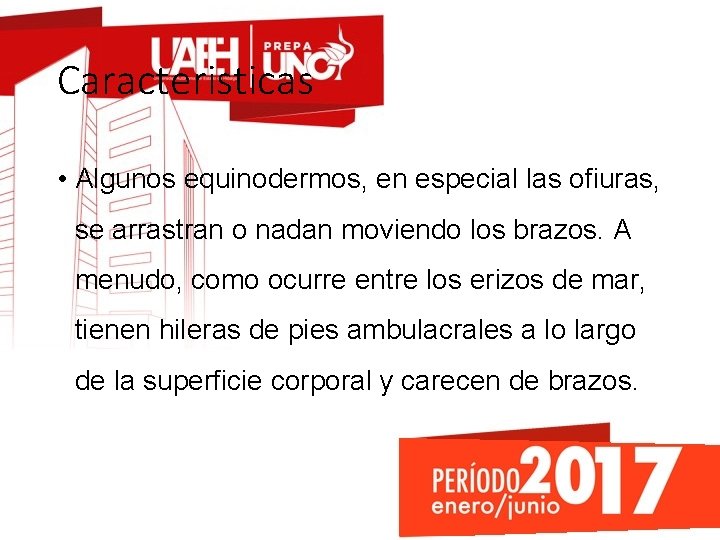 Caracteristicas • Algunos equinodermos, en especial las ofiuras, se arrastran o nadan moviendo los