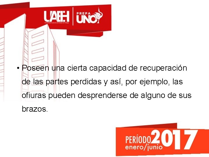  • Poseen una cierta capacidad de recuperación de las partes perdidas y así,