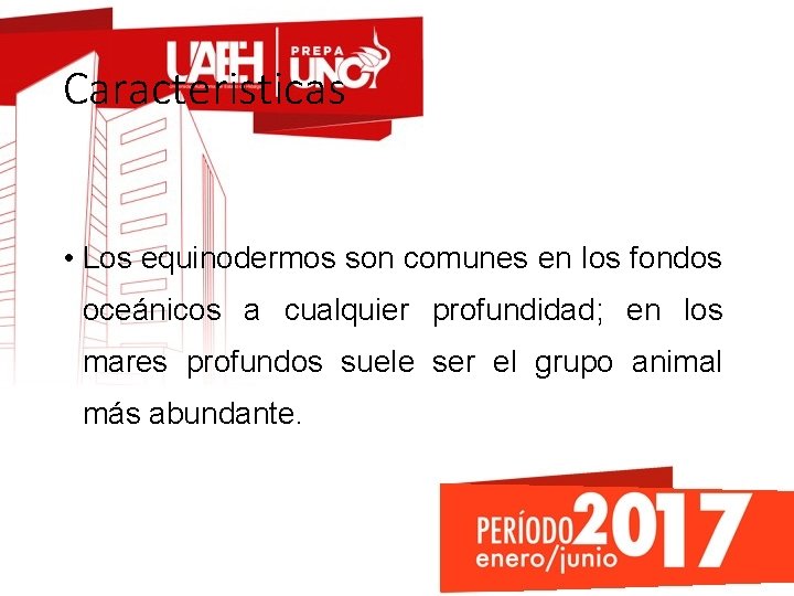Caracteristicas • Los equinodermos son comunes en los fondos oceánicos a cualquier profundidad; en