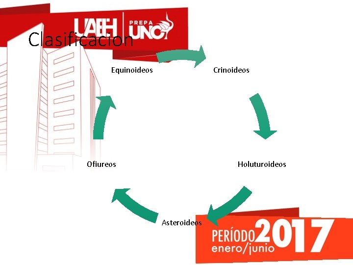 Clasificacion Equinoideos Crinoideos Ofiureos Holuturoideos Asteroideos 