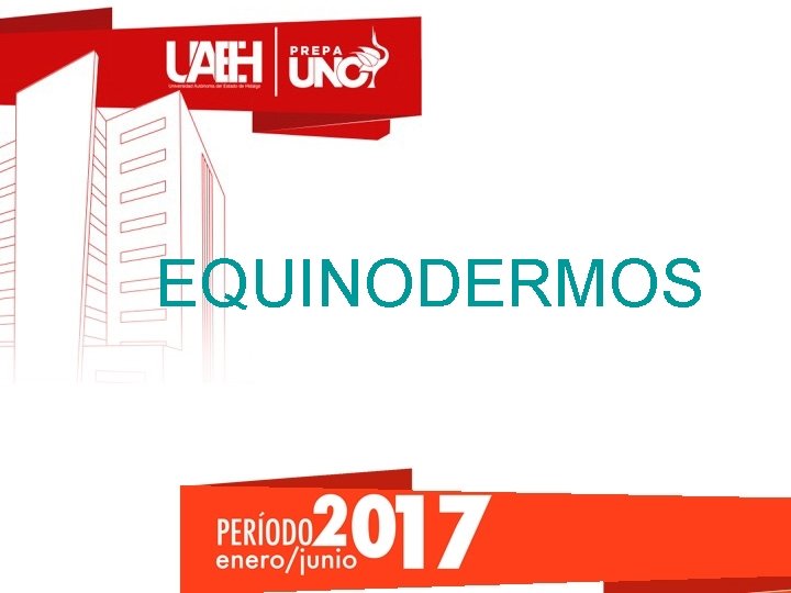 EQUINODERMOS 