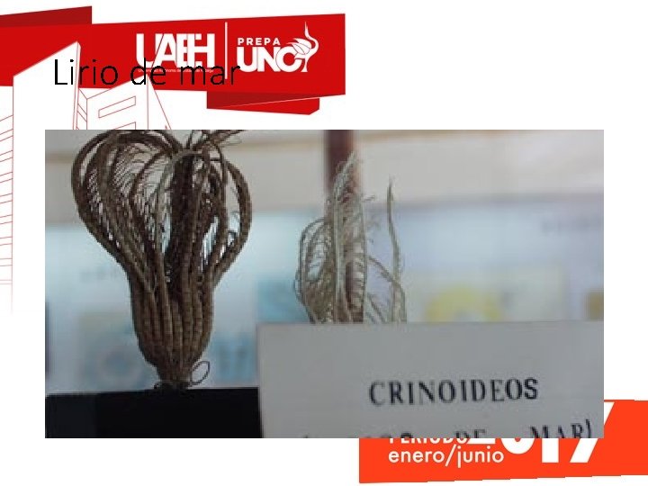 Lirio de mar 