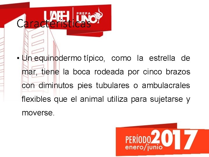 Caracteristicas • Un equinodermo típico, como la estrella de mar, tiene la boca rodeada