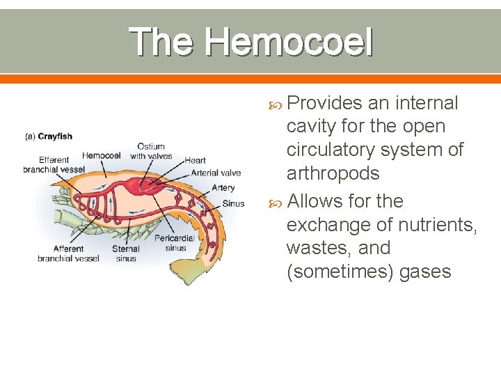 The Hemocoel Provides an internal cavity for the open circulatory system of arthropods Allows