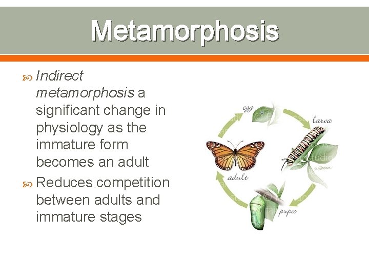 Metamorphosis Indirect metamorphosis a significant change in physiology as the immature form becomes an