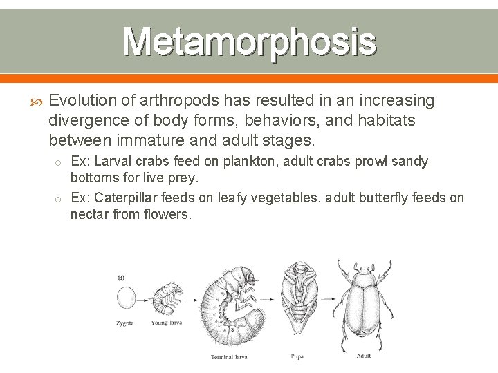 Metamorphosis Evolution of arthropods has resulted in an increasing divergence of body forms, behaviors,