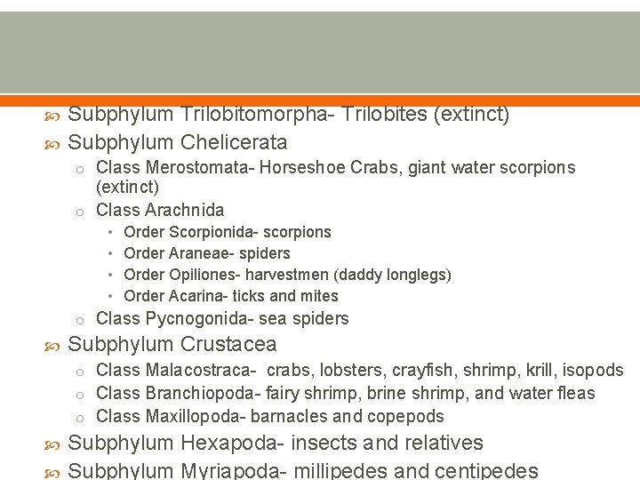  Subphylum Trilobitomorpha- Trilobites (extinct) Subphylum Chelicerata o Class Merostomata- Horseshoe Crabs, giant water