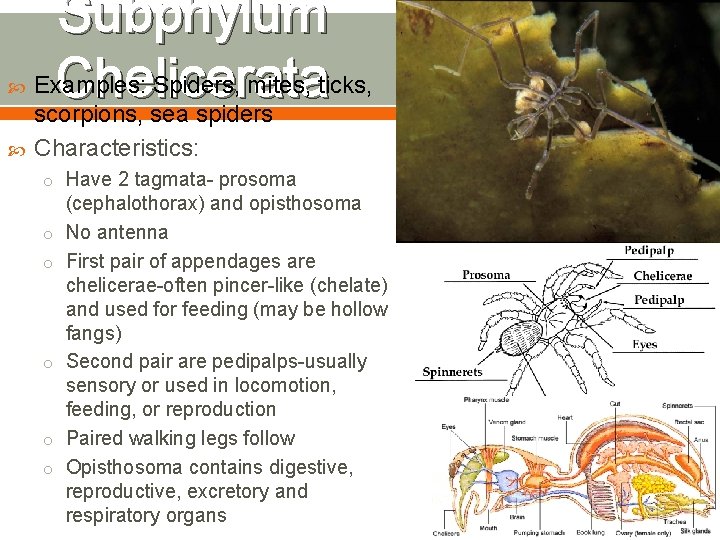  Subphylum Examples: Spiders, mites, ticks, Chelicerata scorpions, sea spiders Characteristics: o Have 2