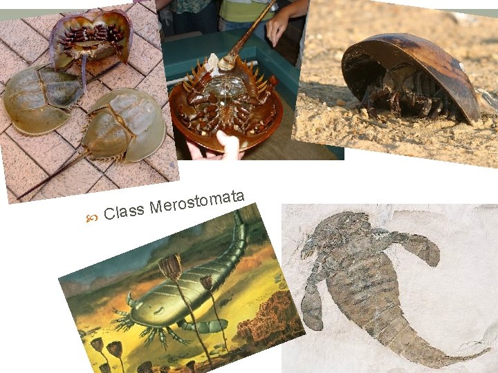  ta a m o t s o er Class M 