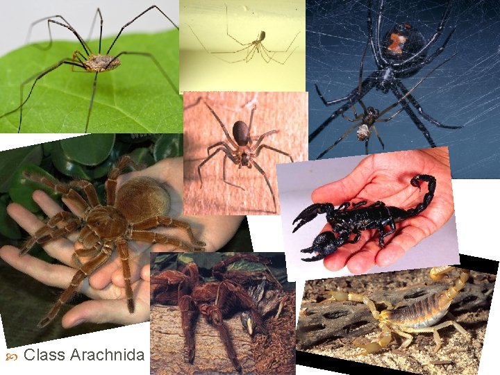  Class Arachnida 